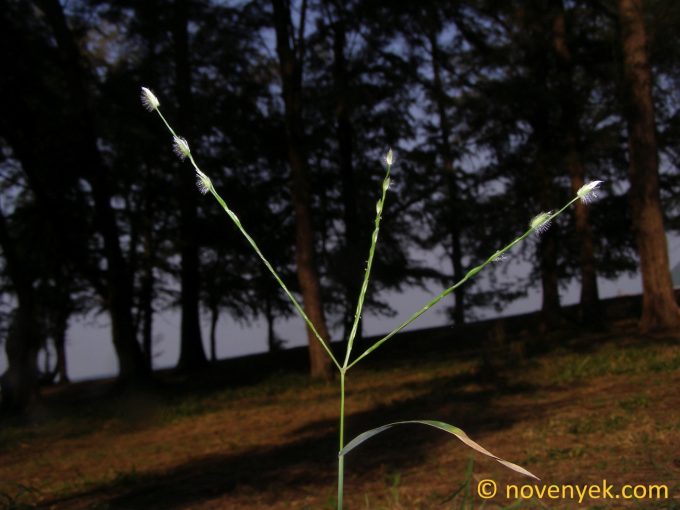 Image of plant Digitaria heterantha