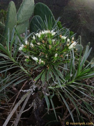Image of plant Echium leucophaeum