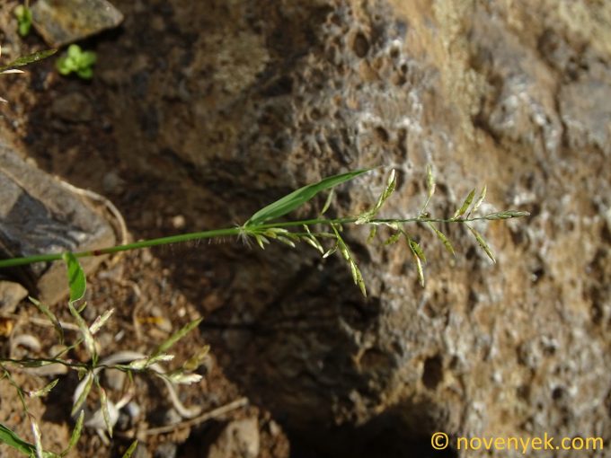Image of plant Eragrostis barrelieri