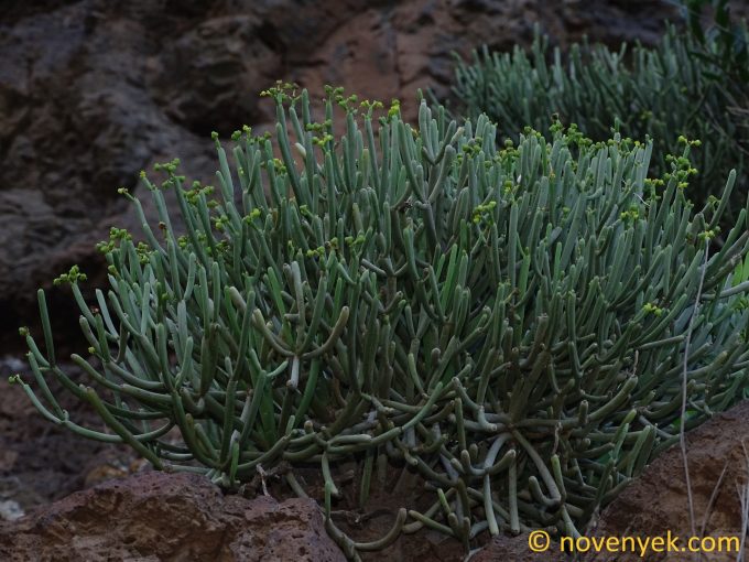 Image of plant Euphorbia aphylla