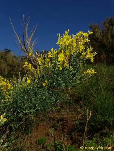 Image of plant Genista canariensis