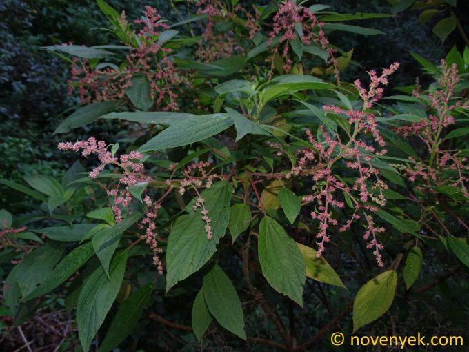Image of plant Gesnouinia arborea