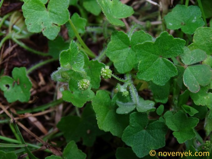 Image of plant Hydrocotyle bowlesioides