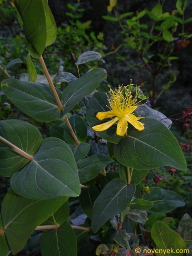 Image of plant Hypericum grandifolium