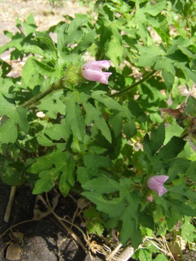 Image of plant Malachra radiata