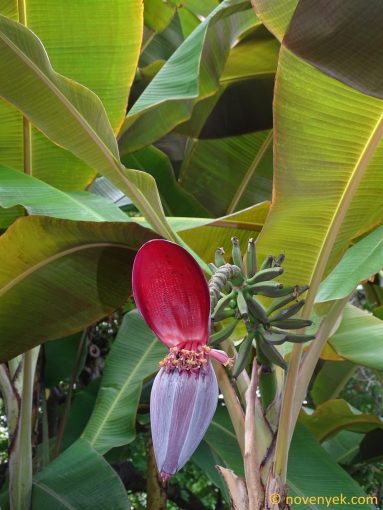 Image of plant Musa appendiculata