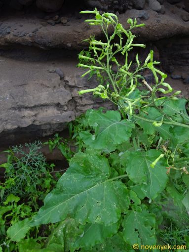 Image of plant Nicotiana paniculata