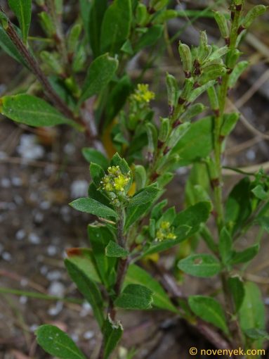 Image of plant Notoceras bicorne