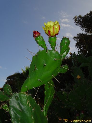 Image of plant Opuntia monacantha