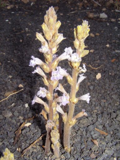 Image of plant Orobanche gratiosa