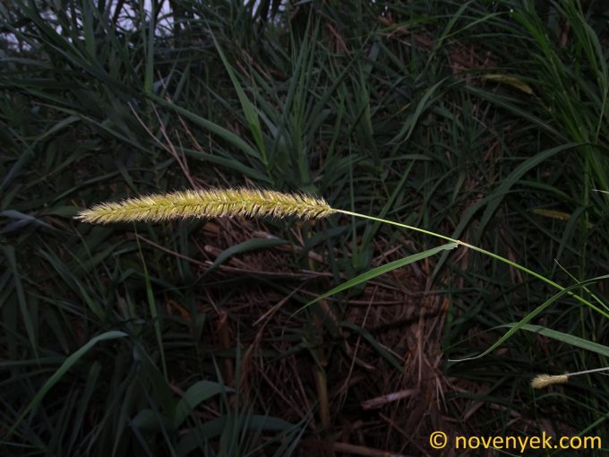 Image of plant Pennisetum purpureum