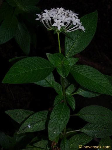 Image of plant Pentas lanceolata