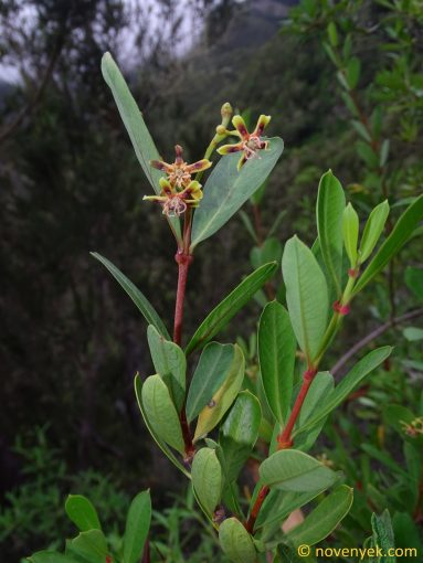 Image of plant Periploca laevigata
