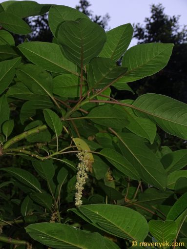 Image of plant Phytolacca dioica