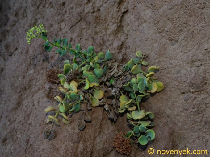 Image of plant Polycarpaea carnosa