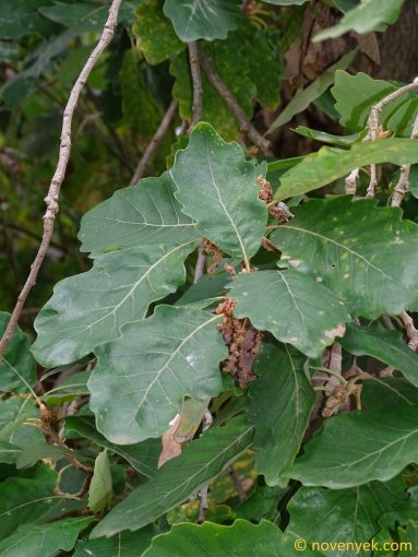 Image of plant Quercus canariensis