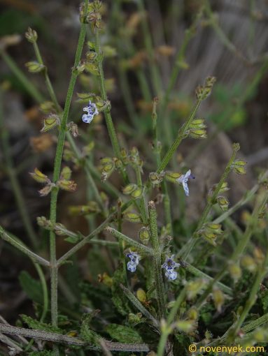 Image of plant Salvia aegyptiaca