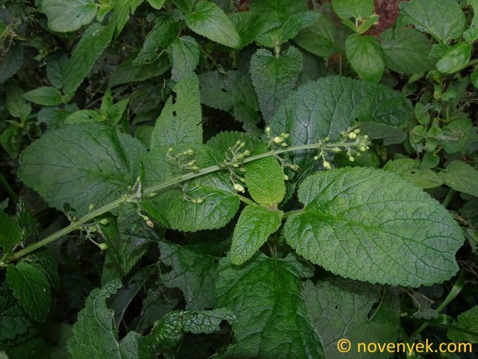 Image of plant Scrophularia smithii