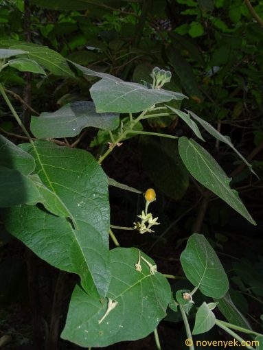 Image of plant Solanum abutiloides