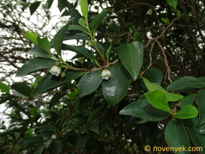 Image of plant Visnea mocanera