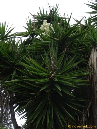 Image of plant Yucca gigantea