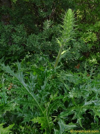 Image of plant Acanthus spinosus