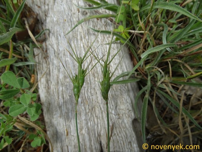 Image of plant Aegilops geniculata