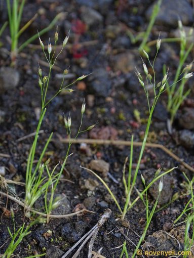 Image of plant Aira caryophyllea