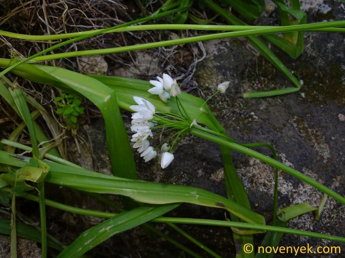Image of plant Allium neapolitanum