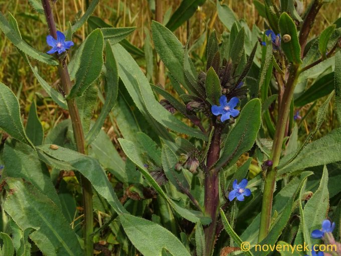 Image of plant Anchusa strigosa