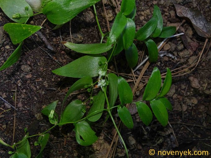 Image of plant Asparagus asparagoides