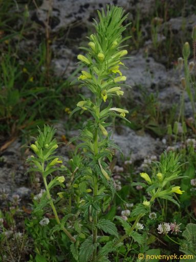 Image of plant Bellardia viscosa