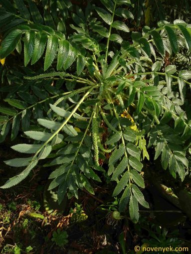 Image of plant Bencomia caudata