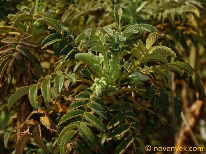 Image of plant Bencomia exstipulata