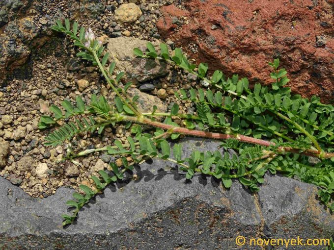 Image of plant Biserrula pelecinus