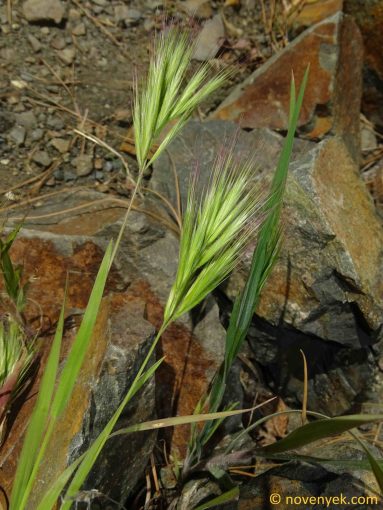 Image of plant Bromus rubens