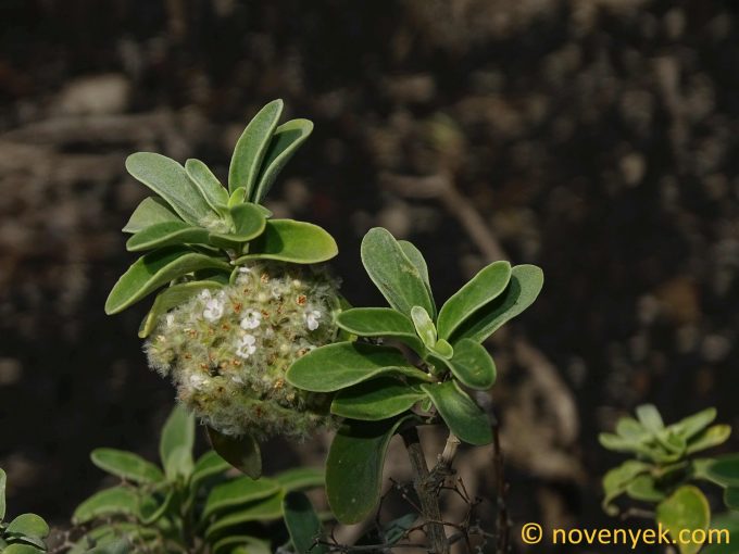 Image of plant Bystropogon origanifolius