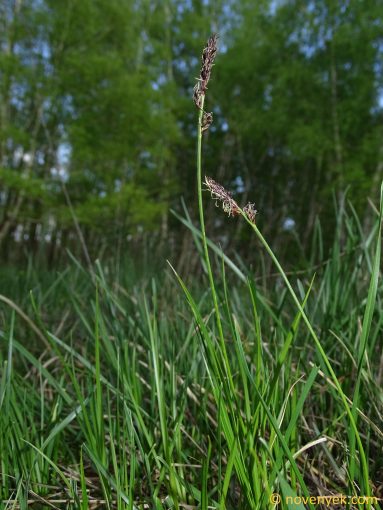 Image of plant Carex fritschii