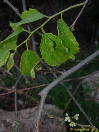 Image of plant Celtis australis