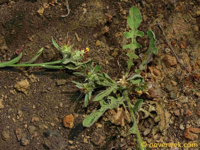 Image of plant Centaurea melitensis