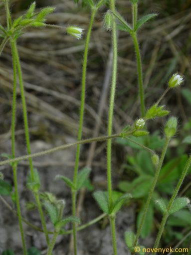 Image of plant Cerastium brachypetalum