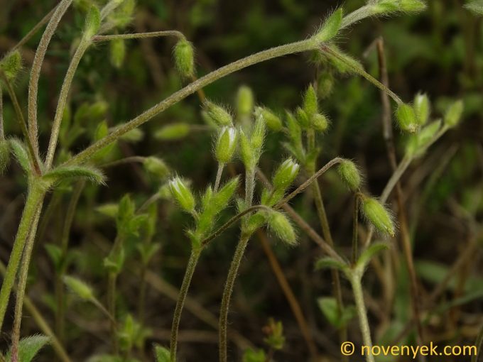 Image of plant Cerastium tenoreanum