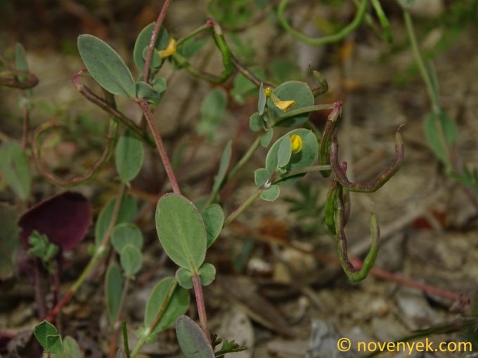 Image of plant Coronilla scorpioides