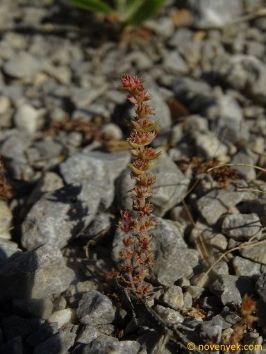 Image of plant Crassula alata