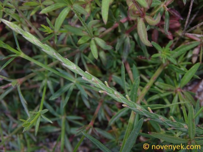 Image of plant Crucianella latifolia