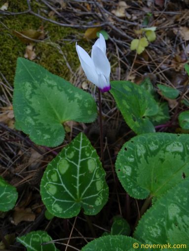 Image of plant Cyclamen rhodium