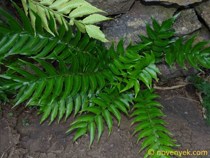 Image of plant Cyrtomium falcatum