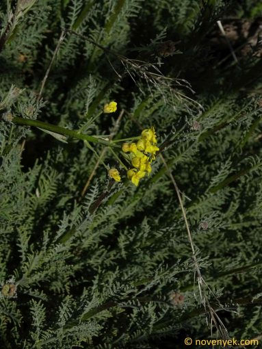 Image of plant Descurainia gilva