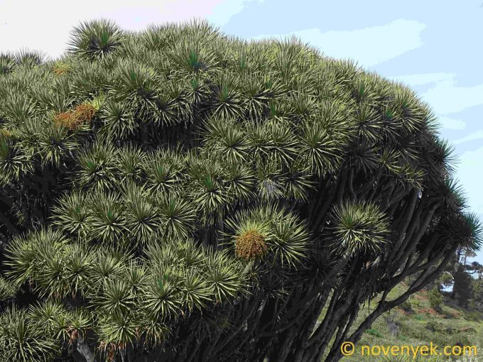 Image of plant Dracaena draco