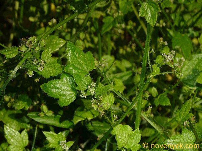 Image of plant Drusa glandulosa